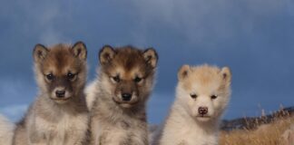 Гренландските впрегатни кучета