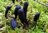 Xylaria Polymorpha