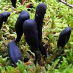 Xylaria Polymorpha