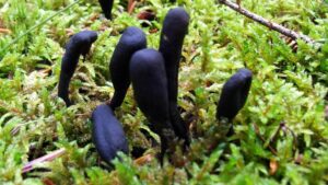Xylaria Polymorpha
