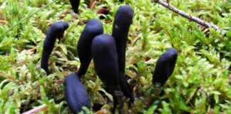 Xylaria Polymorpha