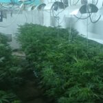 Наркооранжерията