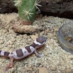 Откритите животни