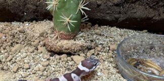 Откритите животни