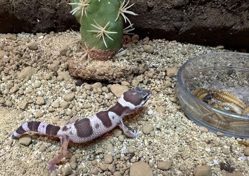 Операция Thunder която се провежда за седма поредна година е