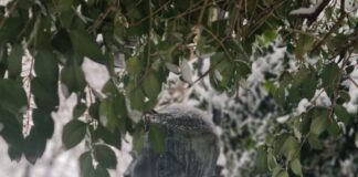 Почитането