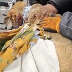 Простреляно куче в Русе