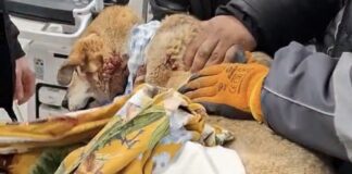 Простреляно куче в Русе