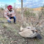 Бедстващ лешояд с предавател