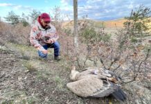 Бедстващ лешояд с предавател