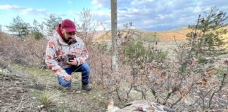 Бедстващ лешояд с предавател