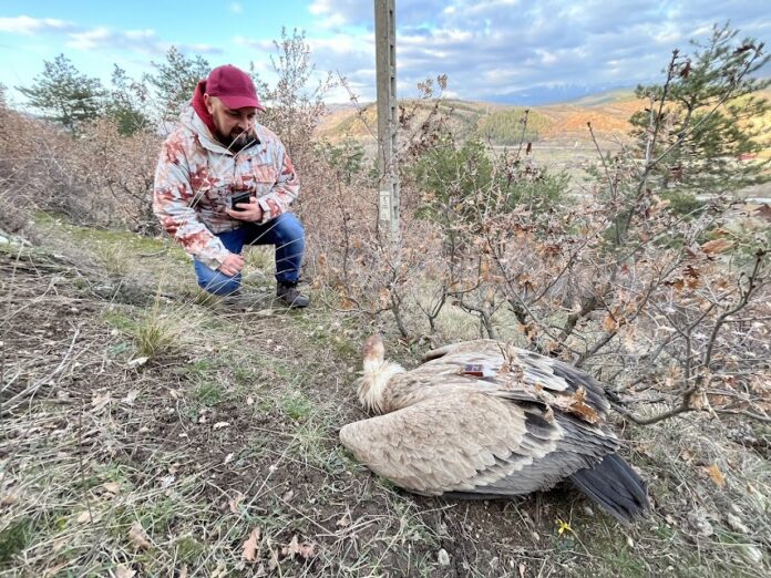 Бедстващ лешояд с предавател
