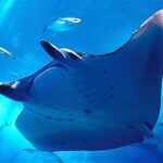 Мантовият скат