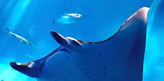 Мантовият скат