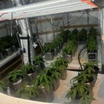 Марихуаната