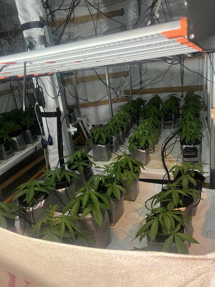 Марихуаната