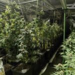 Наркооранжерията