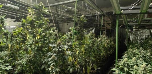 Наркооранжерията