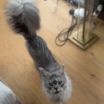 Пъгсли Адамс