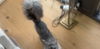 Пъгсли Адамс