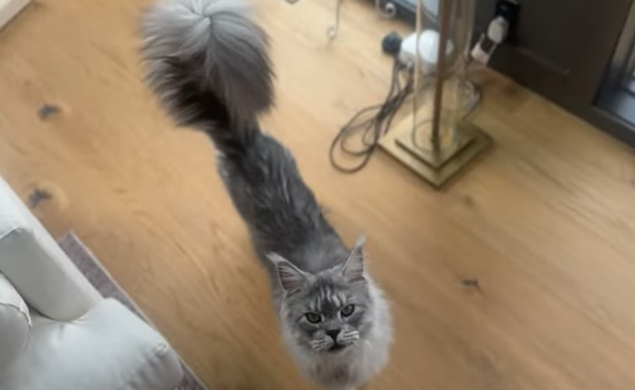 Пъгсли Адамс