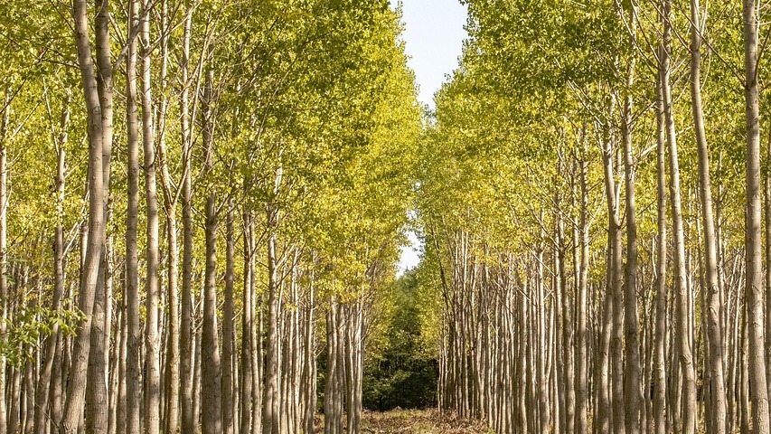 За незаконна сеч 32 годишен е задържан в РУ Кърджали съобщиха от