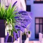 Цветя за тераса