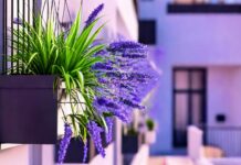 Цветя за тераса