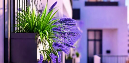 Цветя за тераса