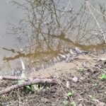 Умряла риба в река Черни Лом