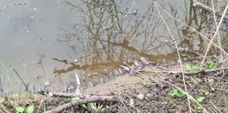 Умряла риба в река Черни Лом
