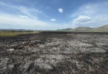 Местност "Алдомировското блато"