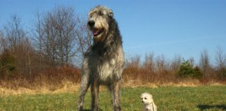 Ирландски вълкодав