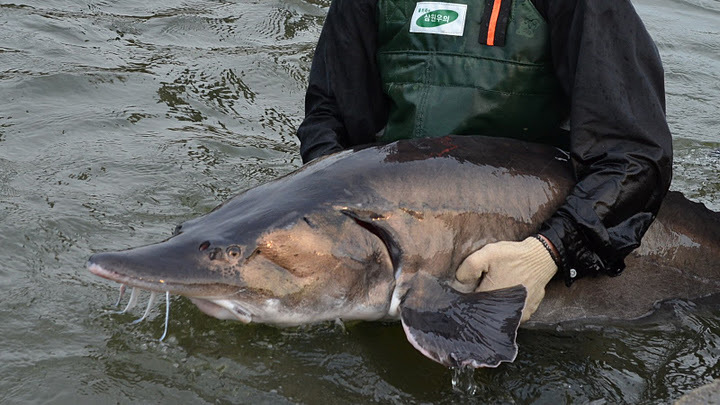 Моруната – загадъчна величествена и застрашена Една от най старите риби