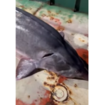 Заловена моруна