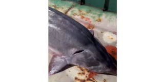 Заловена моруна