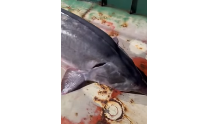 Заловена моруна