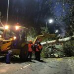 Паднало дърво