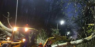 Паднало дърво