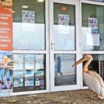 Пеликанът Стойчо