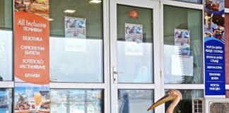 Пеликанът Стойчо