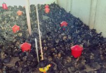 Птицеферма