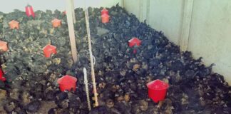 Птицеферма