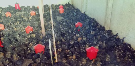 Птицеферма