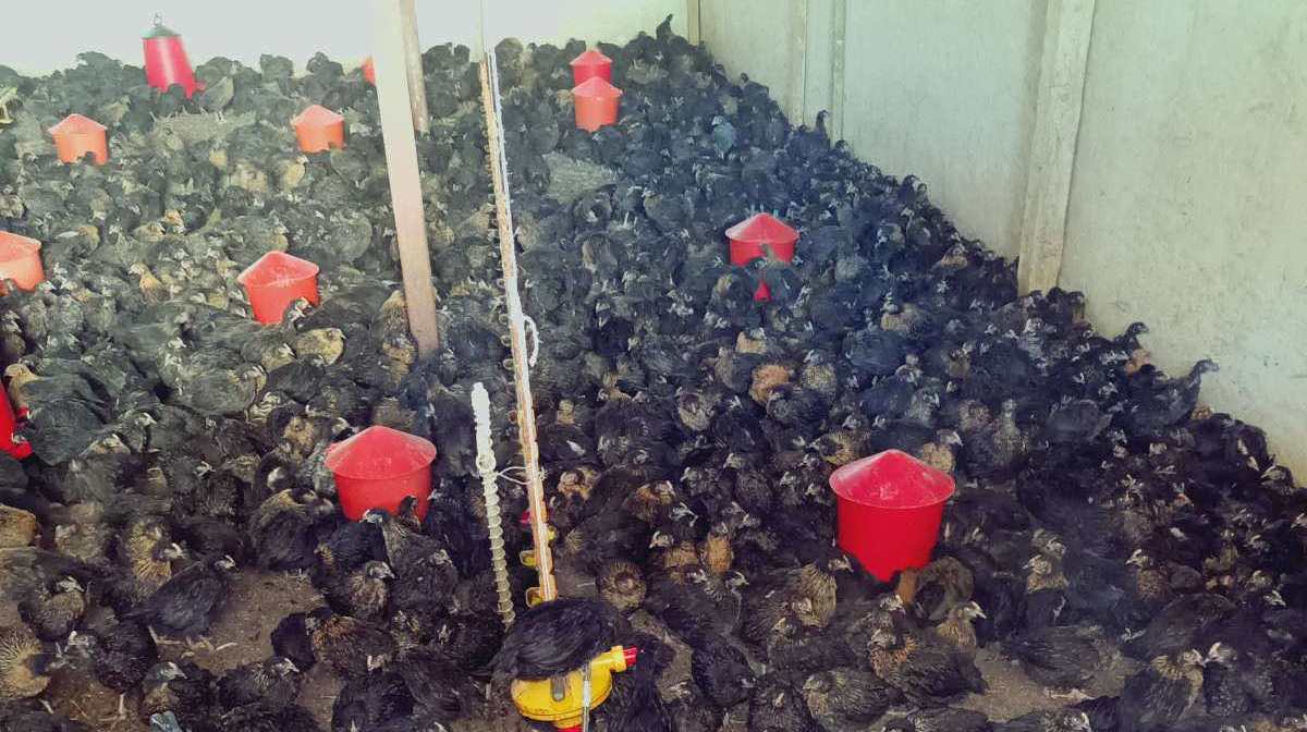 Съгласно очертани приоритети за ефективно противодействие на сивата икономика в