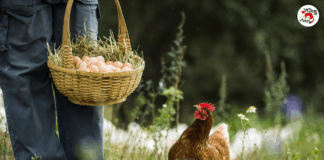 Яйца на Великден