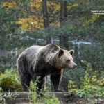 Парк за мечки Белица