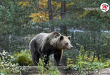 Парк за мечки Белица