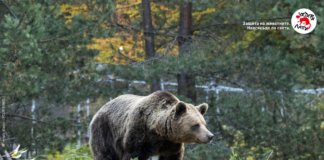 Парк за мечки Белица
