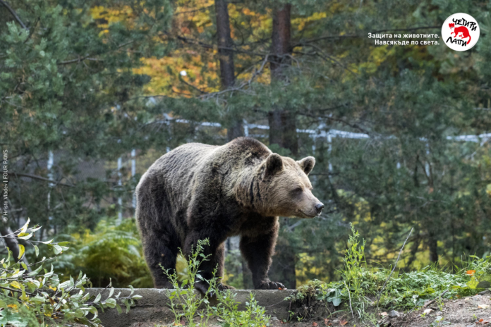 Парк за мечки Белица